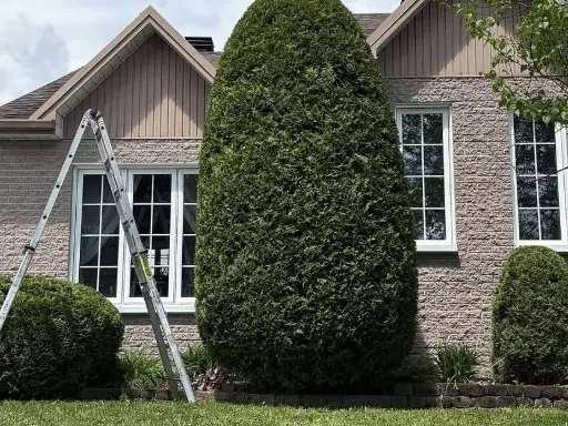 Haies de cèdre et arbustes taillés avec précision devant une maison, par Paysagiste Caron et fils à Rimouski