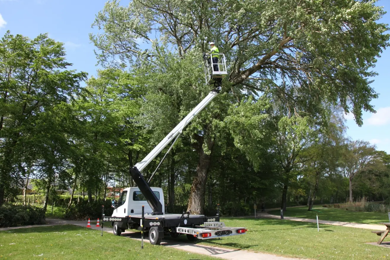 Élagueur dans une nacelle élévatrice en train de tailler les branches d’un grand arbre feuillu