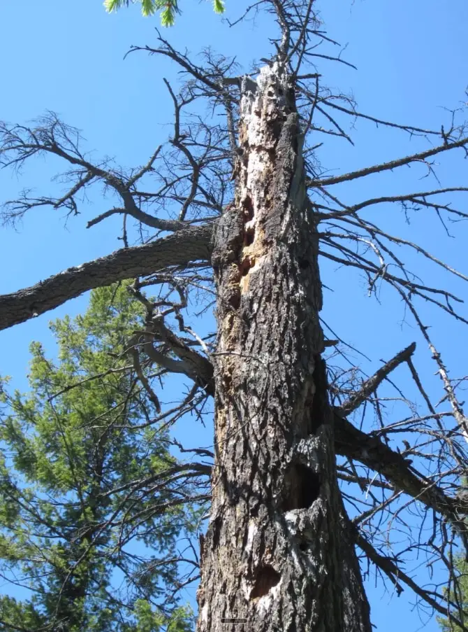 Arbre mort au tronc creusé et aux branches sèches, un arbre à risque qui nécessite un élagage ou un abattage