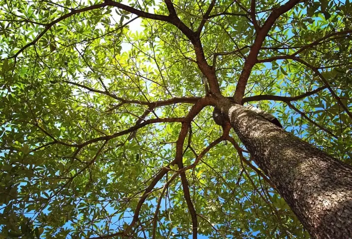 Vue en contre-plongée d’un grand arbre feuillu en santé, au tronc droit et au feuillage dense