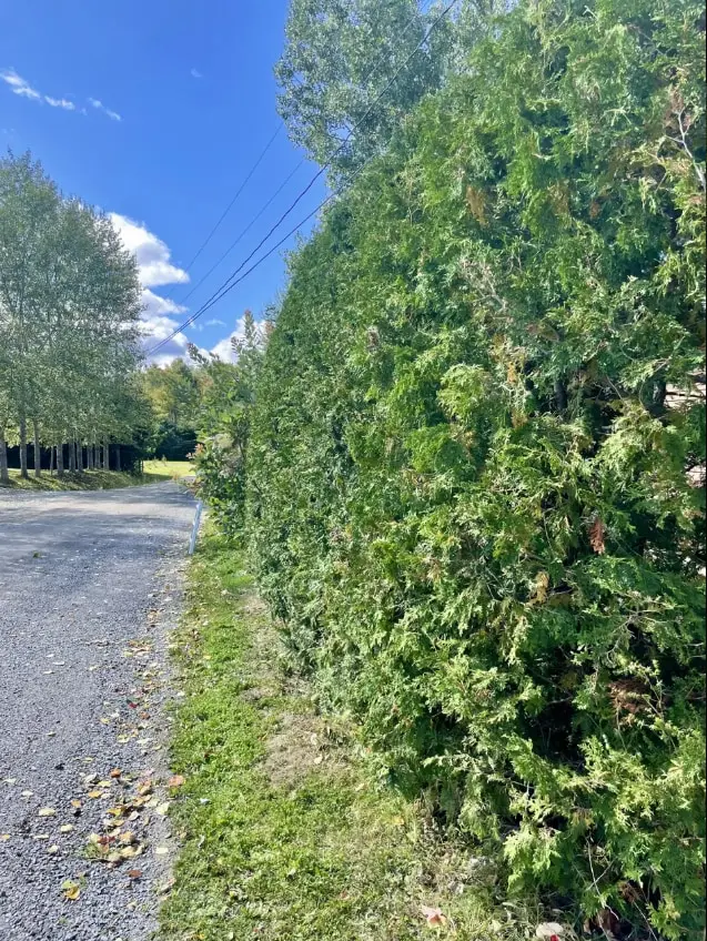Haie de cèdre au feuillage dense et irrégulier le long d’un chemin de gravier, un exemple de haie à tailler pour lui redonner une forme nette