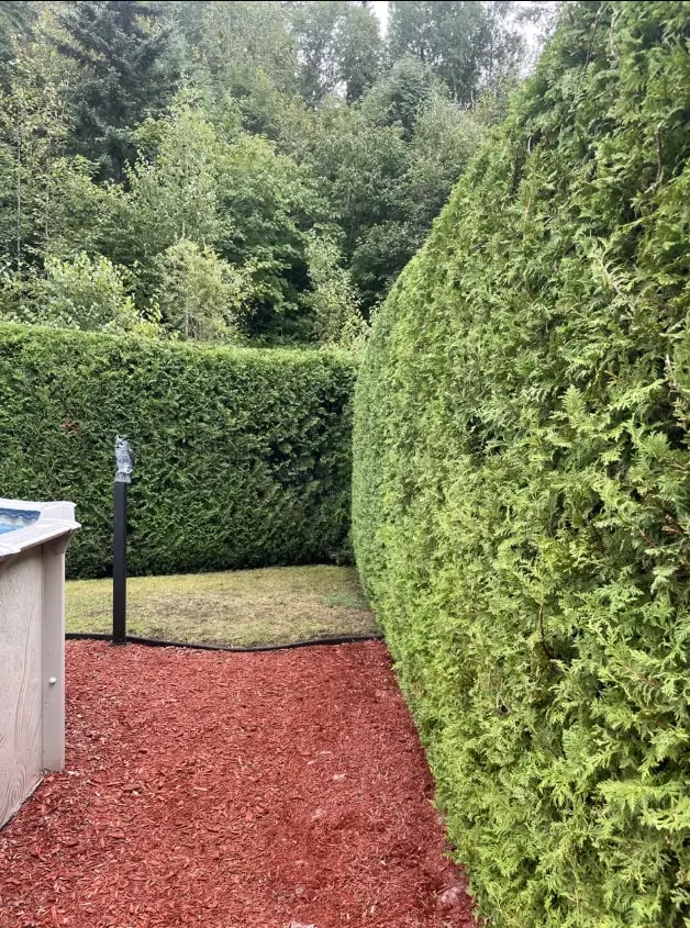 Haies de cèdre taillées droites et uniformes autour d’une cour arrière, avec un paillis rouge au pied de la haie